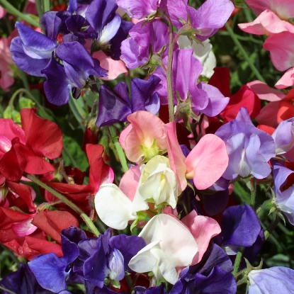 Picture of Sweet Pea - Incense Mixed